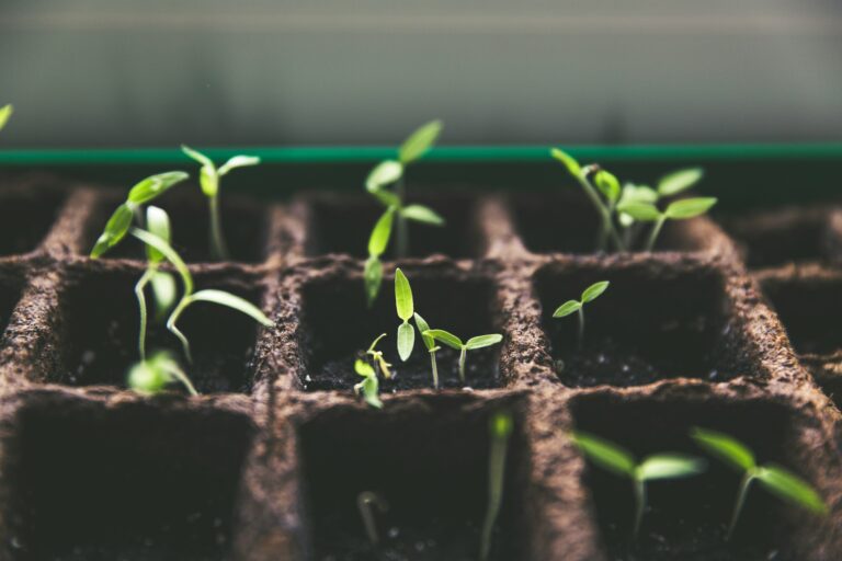 The importance of cultivating a growth mindset in your organisation - seeds growing in pots